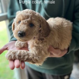 Poodle Puppies from Beltane Bonnies