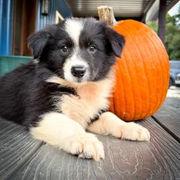 BK TURN UP THE HEAT (Kyin) - Black and white male Border Collie puppy in Brazil, Indiana from Brilliant Kennels