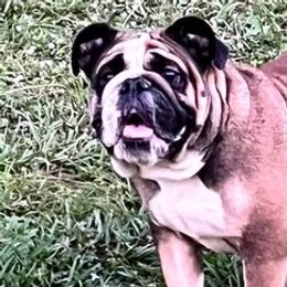 Bulldogs and Bullmastiffs from Alicia's Pups