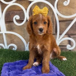 Sierra Vista - Red female Cavapoo puppy in Central, Arizona from Desert Valley Doodles