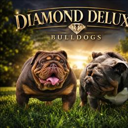 Bulldog puppies from Diamond Deluxx Frenchies