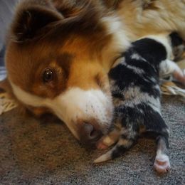 Australian Shepherd Puppies from Paint Valley Australian Shepherds