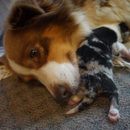 Australian Shepherd Puppies from Paint Valley Australian Shepherds