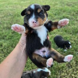 Black tri 2 - Black tri male Toy Australian Shepherd puppy in Forney, Texas from Texas Talent Toy Aussie's and Labs