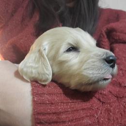 Paprika - Cream female Labradoodle puppy in Siloam Springs, Arkansas from Siloam Doodles