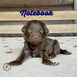 Notebook - Brown male Bernedoodle puppy in Banner Elk, North Carolina from Walnut Tree Bernedoodles
