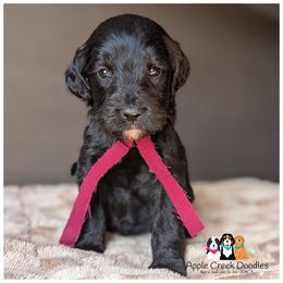 EMBER - OFA.Genetics.2 Year Warranty - Apple Creek Doodles - Black female Goldendoodle puppy in Jeddo, Michigan from Apple Creek Doodles