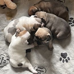 French Bulldog Puppies from NC French Kiss-A-Bulls