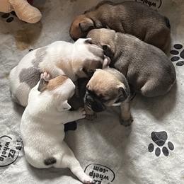 French Bulldog Puppies from NC French Kiss-A-Bulls