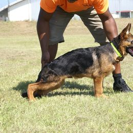 German Shepherd Puppies from Rikah-Haus German Shepherds