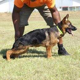 German Shepherd Puppies from Rikah-Haus German Shepherds