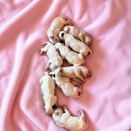Females - White and black female Dalmatian puppy in Sedalia, Missouri from Missouri Dalmatians
