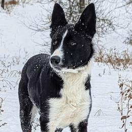 Jett (companion - working collie) - Black and white male Border Collie puppy in Strafford, Vermont from Thundering Paws Farm Working Collies