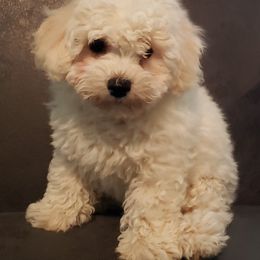 Bichon Frise puppies from Jodith's Bichon Frise