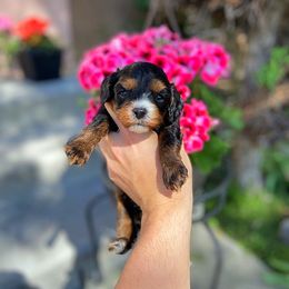 Cavapoo Puppies from SunnySide Mini Doodles