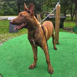 Choco - Gold brindle male Dutch Shepherd puppy in Signal Mountain, Tennessee from Torgun Police Dogs