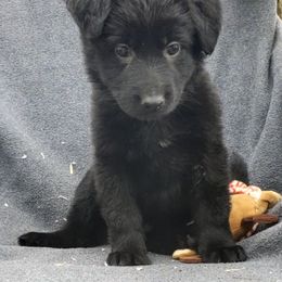 German Shepherd Puppies from Blue Line Shepherds
