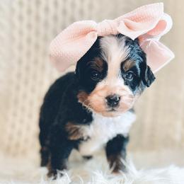 Cookie - Tri-color female Bernedoodle puppy in Travelers Rest, South Carolina from Bernedoodle.do