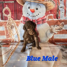 Neo - Brown male Poodle puppy in Woodbury, Pennsylvania from Zimmerman's Poodles