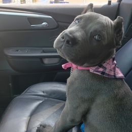 Cane Corso Puppies from Veni Vidi Vici Cane Corsos