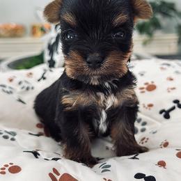 Girl 2 - Black and tan female Yorkshire Terrier puppy in Indianapolis, Indiana from Tails of Grace