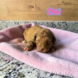 Chai - Sable female Aussiedoodle puppy in Ellenburg Center, New York from Kristin's Puppies