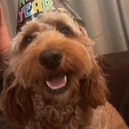 Lucy - Goldendoodle