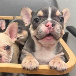Eleanor - Blue female French Bulldog puppy in New Berlin, Wisconsin from Smooshy Puppers