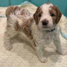 Bella - Parti female Goldendoodle puppy in Maricopa, Arizona from AZ Designer Goldendoodles