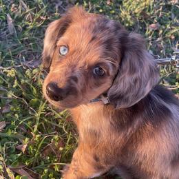 Dachshunds from Wiggle Critter Farm
