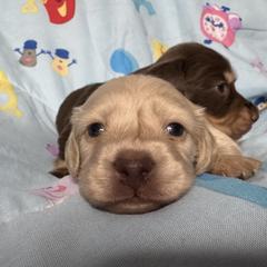 Olaf - Cream male Dachshund puppy in Chicago, Illinois from A&M Dachshund Den