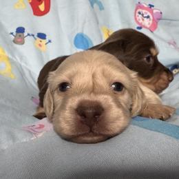 Olaf - Cream male Dachshund puppy in Chicago, Illinois from A&M Dachshund Den