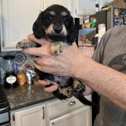 Valentine's Charming - Black and cream male Dachshund puppy in Prescott, Arizona from Dachshund Family Love Breeders
