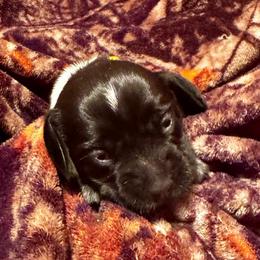 Ms Yellow - Black tan and bluetick female Beagle puppy in Viper, Kentucky from Mountain Top