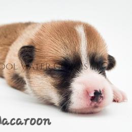 Macaroon - Red male Pembroke Welsh Corgi puppy in Kiowa, Colorado from Cool Water Corgis LLC