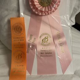 "Best Puppy in Toy Group 4-6 Months" Biewer Terrier Puppies from Allure Biewer Terriers