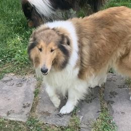 Penny - Collie