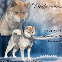 Shiba Inu puppies from Timberwood Paws