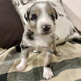 Cinch - Blue merle male Aussiedoodle puppy in Clara City, Minnesota from Good Shepherd Aussiedoodles