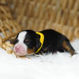 Leo - Tri-color male Bernedoodle puppy in Spokane, Washington from Lilac City Doodles