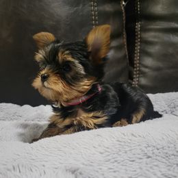 Girl 2 - Black and tan female Yorkshire Terrier puppy in San Antonio, Texas from R&R Yorkies of San Antonio