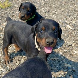 Girl 4 - female Doberman Pinscher puppy in Cheney, Washington from European Dobermans by Diana