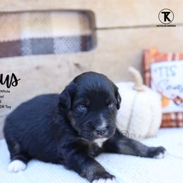 Venus-Black Tri Female - Minimal White - Black tri female Miniature American Shepherd puppy in Nacogdoches, Texas from TK Standard, Mini, & Toy Aussies