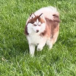 Pomskies from SnowBears Pomsky Ranch