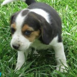 Beagle and Soft Coated Wheaten Terrier Puppies from Blueprint Beagles