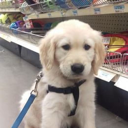 Golden Retriever Puppies from Summer Sun Goldens