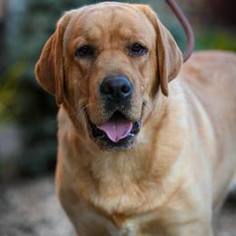 Elvis - Labrador Retriever