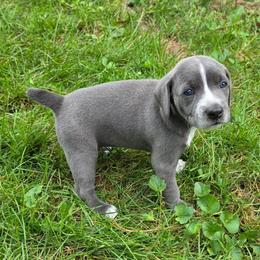 Estrela - Blue female Mountain Cur puppy in Moundsville, West Virginia from Mountaineer Mountain Curs