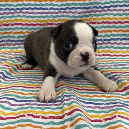 Troy - Black brindle and white male Boston Terrier puppy in Fillmore, Illinois from Wind Hill Puppies
