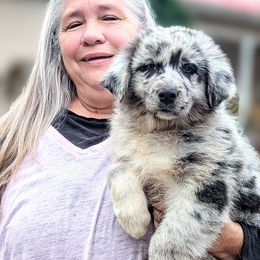 Cooley - Blue merle Australian Shepherd puppy in Pomeroy, Ohio from HJ's Aussies